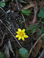 Ficaire - Ficaria verna (1)